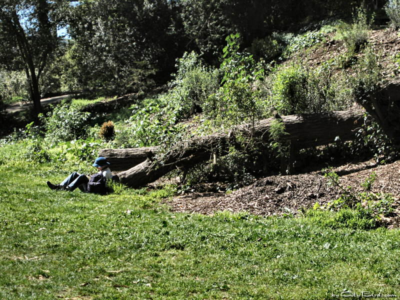 A view of Layfayette Park, San Francisco