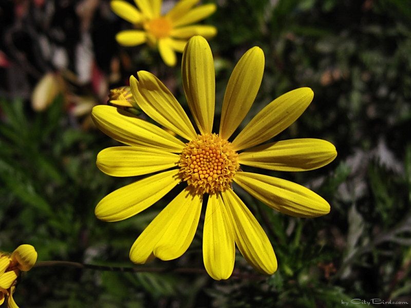 Lafayette Park Flowers