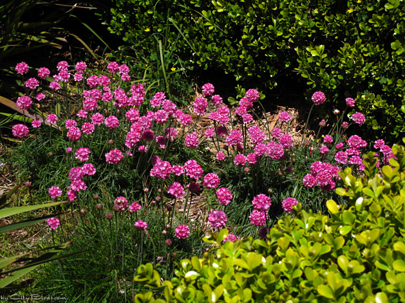 Flowers of Lafayette Park, San Francisco
