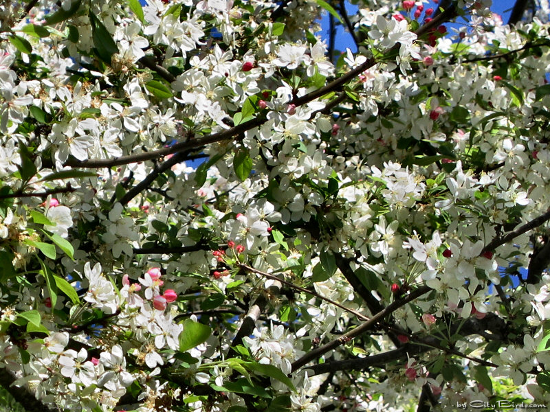 Flowering tree at Lafayette Park, San Francisco