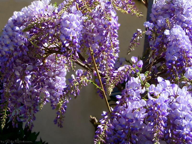 San Francisco Flowers