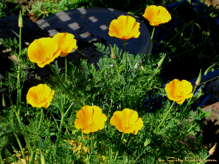 California Poppies at Fort Mason.  A City Birds digital photo.