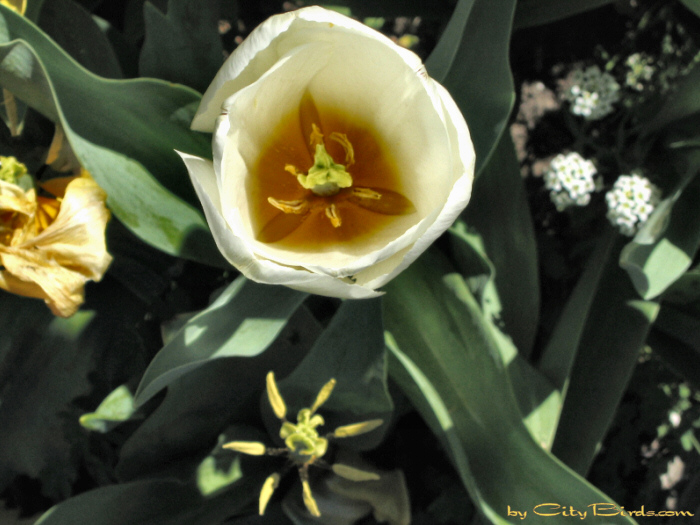 Fort Mason flowers.  A City Birds digital photo.