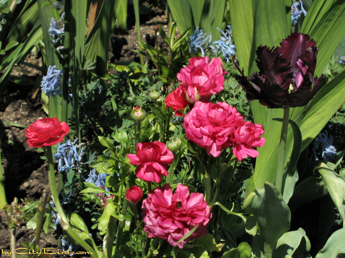 Garishly colorful flowers at the Fort Mason Public Garden.   A City Birds digital photo.
