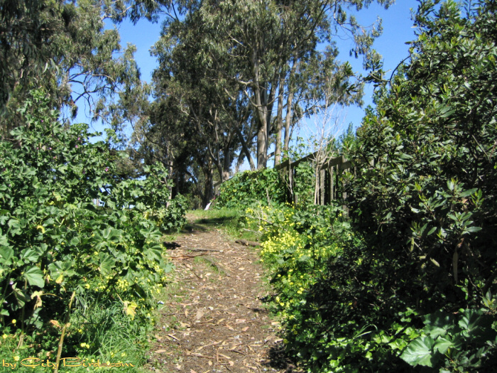 A quiet path at Fort Mason, San Francisco.   A City Birds digital photo.