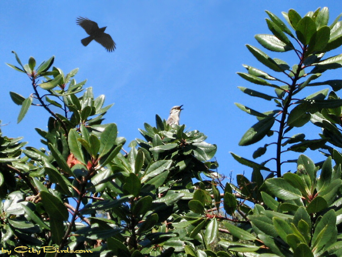A Crow and songbird at Fort Mason, San Francisco.  A City Birds digital photo.