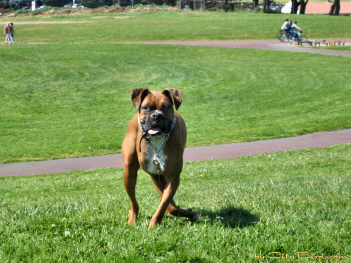 A happy dog at Fort Mason.   A City Birds digital photo.