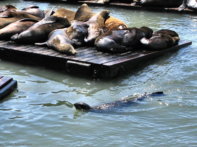 Sea Lions, Pier 39, San Francisco
