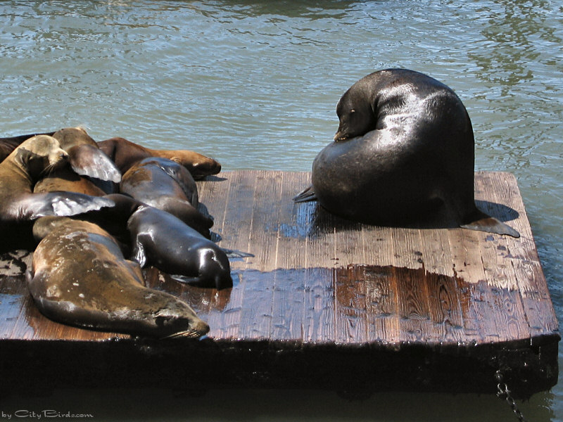 Sea Lions, Pier 39, San Francisco