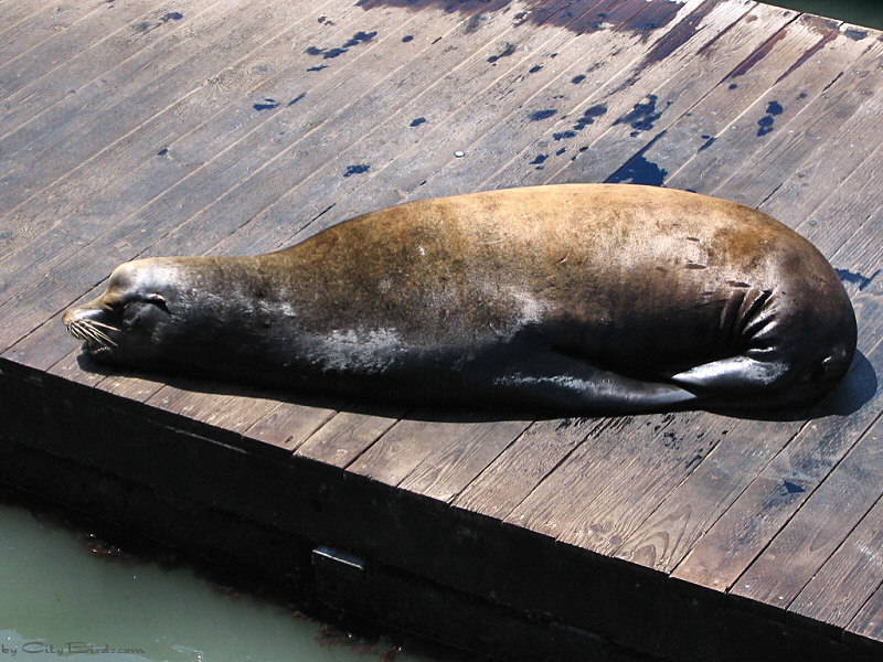 Sea Lions, Pier 39, San Francisco