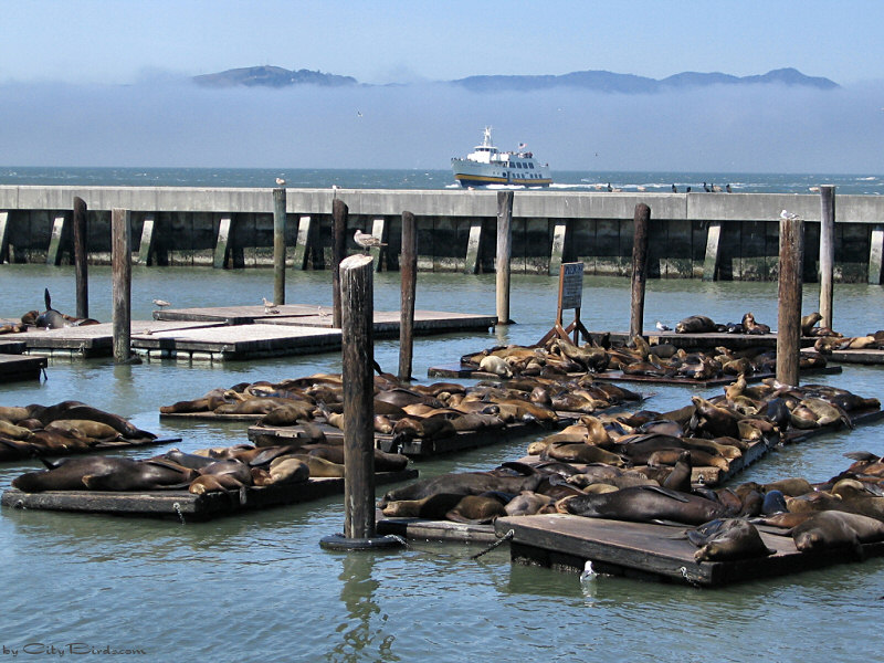 Sea Lions, Pier 39, San Francisco