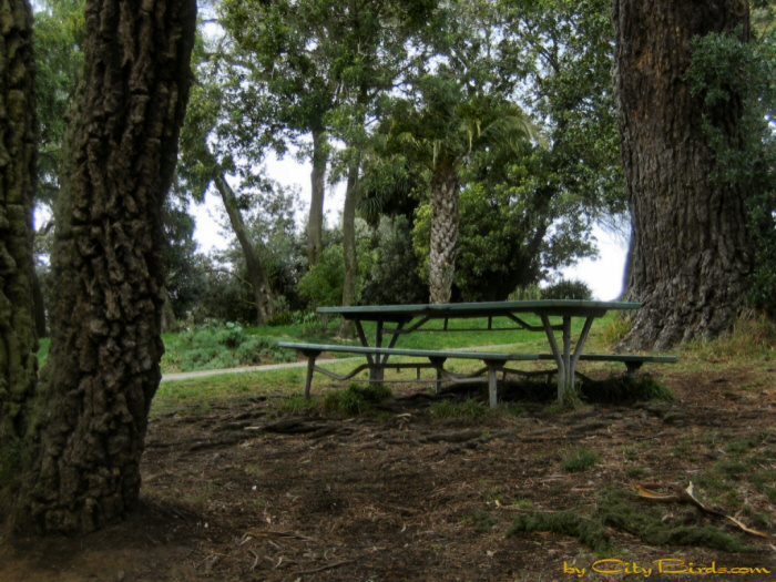 Lafayette Park, San Francisco.   A City Birds digital photo.