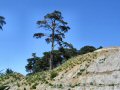 Arbor life of the Presidio of San Francisco