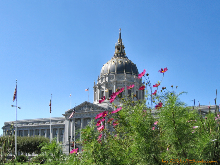 San Francisco City Hall.  A City Birds digital photo.