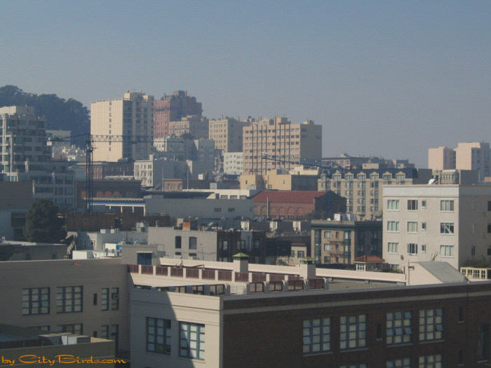 Indian Summer, View Three, in San Francisco.  A City Birds digital photo.