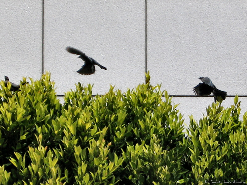 Brewer's Blackbirds