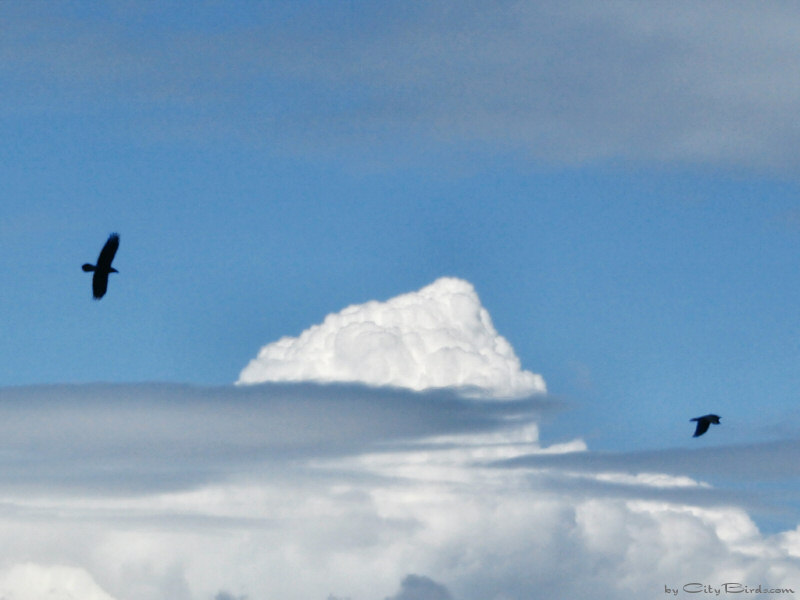 Ravens Flying Around Clouds in San Francisco