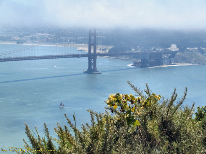 Fog Rolling in Over San Francisco.  A City Birds digital photo.