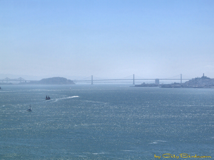 San Francisco Bay, Memorial Day 2005.  A City Birds digital photo.