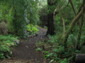 Wooded Path G.G. Park, San Francisco