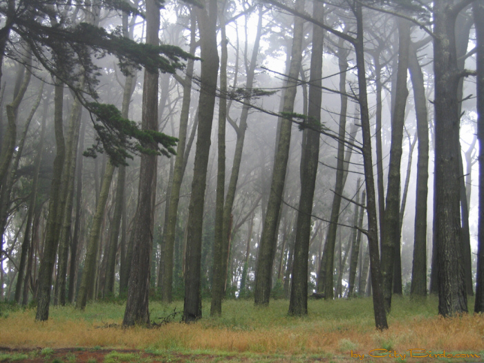 Foggy Presidio Forest, San Francisco.