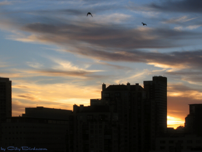 Fall Sunset, San Francisco.
