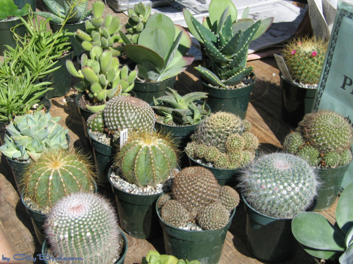 Farmers Market, UN Plaza, San Francisco.