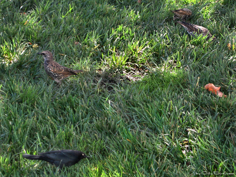 Brewer's Blackbird & Starlings