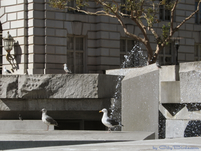 Street Musician, UN Plaza, San Francisco.