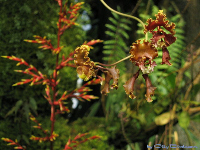 Modern Art of the Orchid Exhibit.