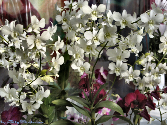 Modern Art of the Orchid Exhibit.
