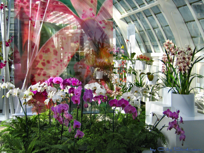 Modern Art of the Orchid Exhibit.