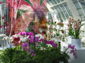 Modern Art of the Orchid.