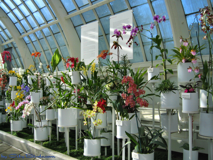 Modern Art of the Orchid Exhibit.