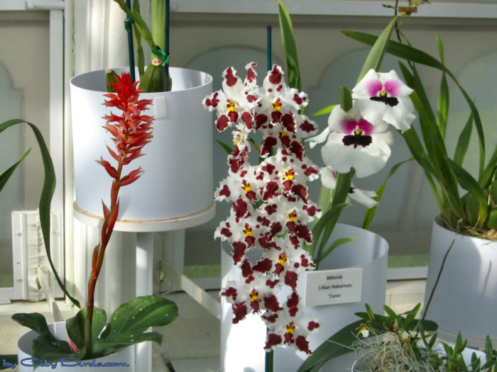 Modern Art of the Orchid Exhibit.