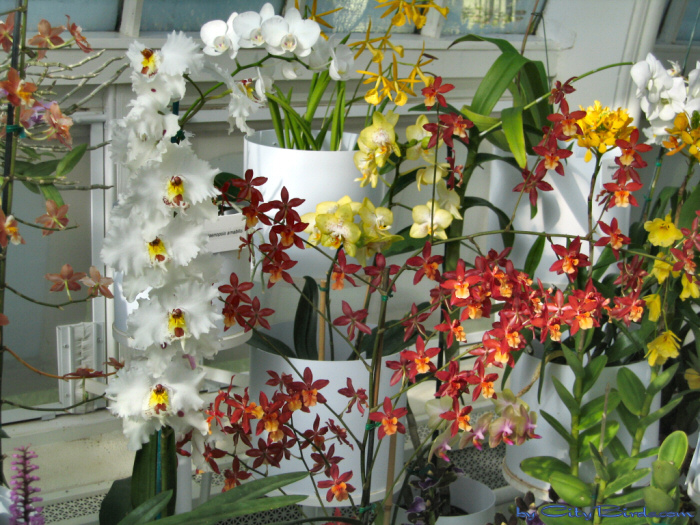 Modern Art of the Orchid Exhibit.