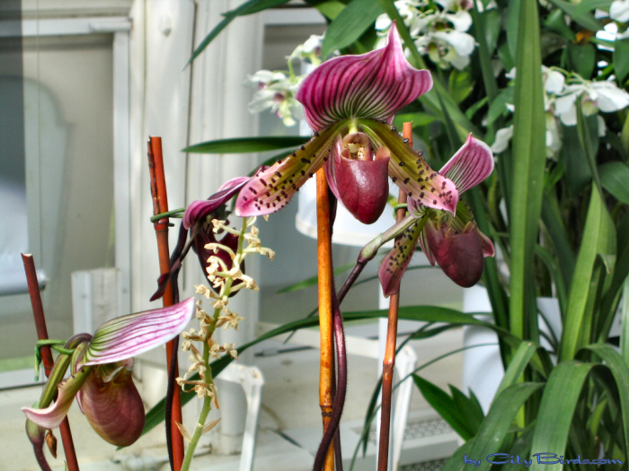 Modern Art of the Orchid Exhibit.