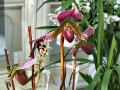 Modern Art of the Orchid.