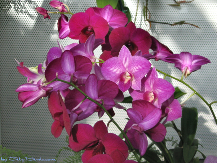Modern Art of the Orchid Exhibit.