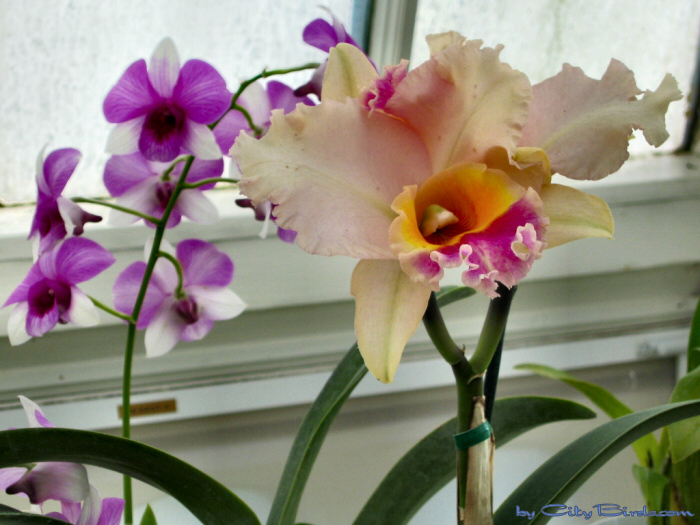 Modern Art of the Orchid Exhibit.