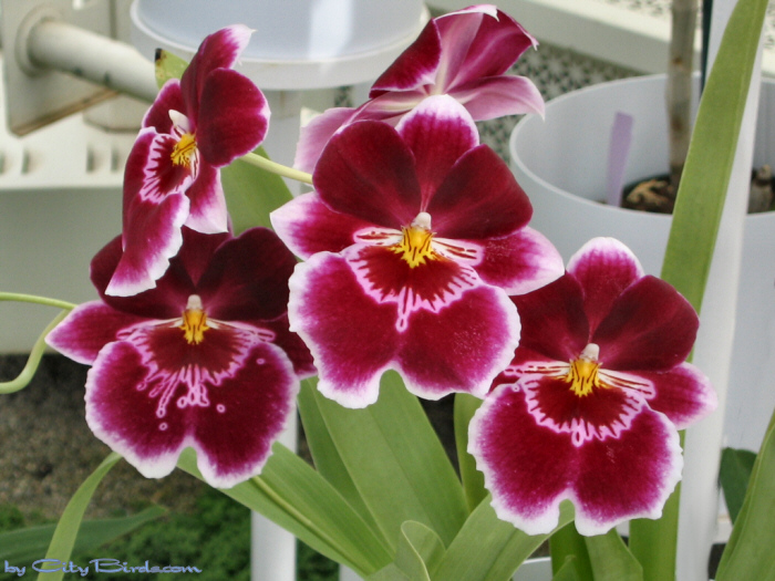 Modern Art of the Orchid Exhibit.