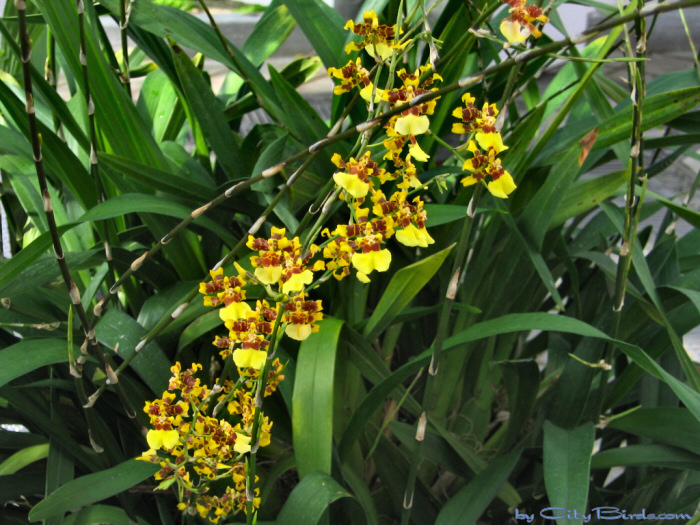 Modern Art of the Orchid Exhibit.