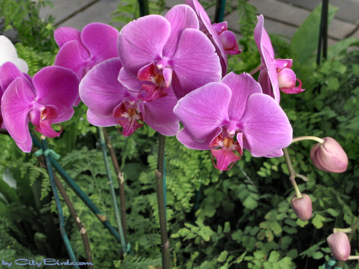 Modern Art of the Orchid Exhibit.