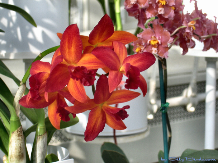 Modern Art of the Orchid Exhibit.