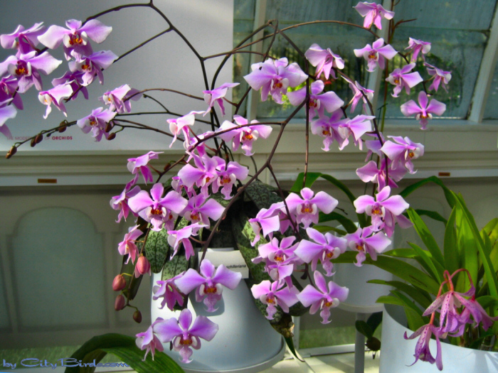 Modern Art of the Orchid Exhibit.