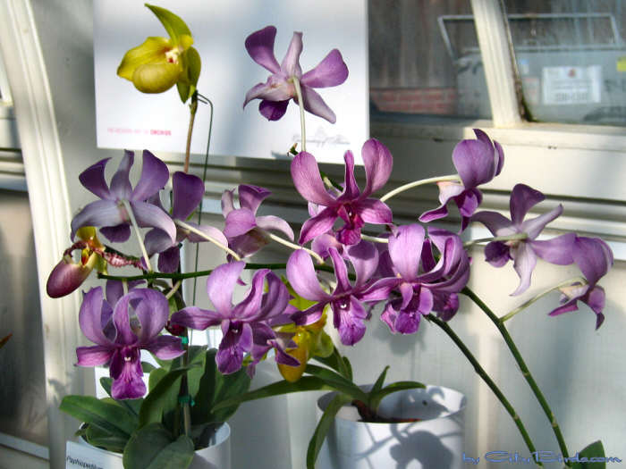 Modern Art of the Orchid Exhibit.