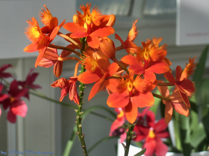 Modern Art of the Orchid Exhibit.