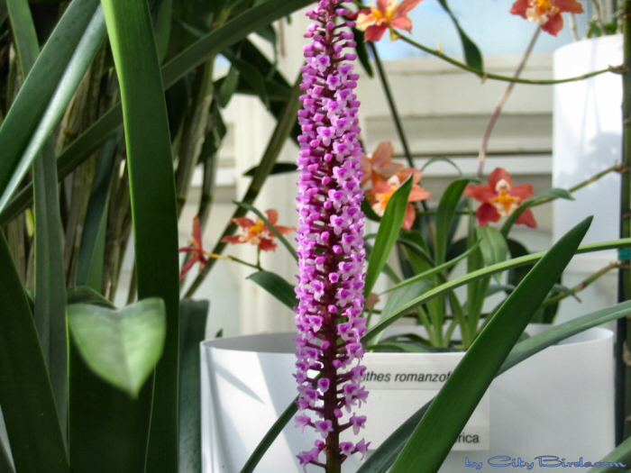 Modern Art of the Orchid Exhibit.