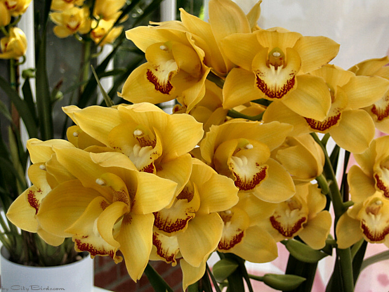Modern Art of the Orchid Exhibit