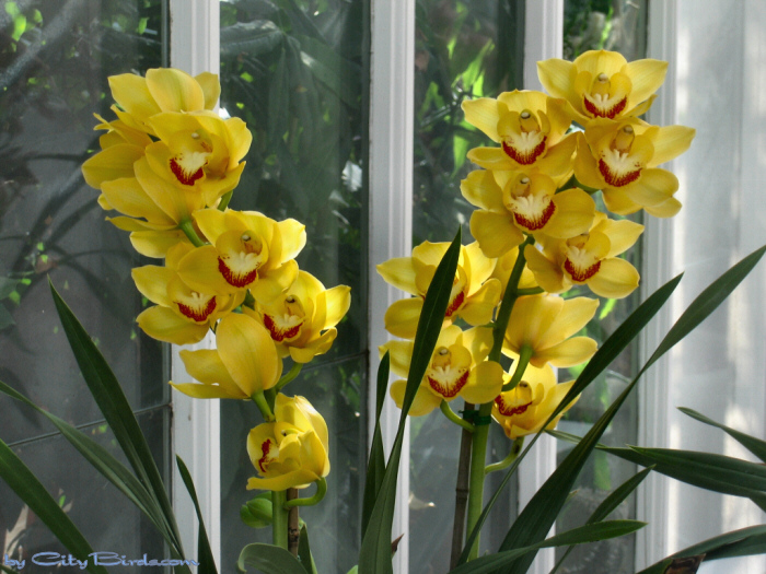 Modern Art of the Orchid Exhibit.